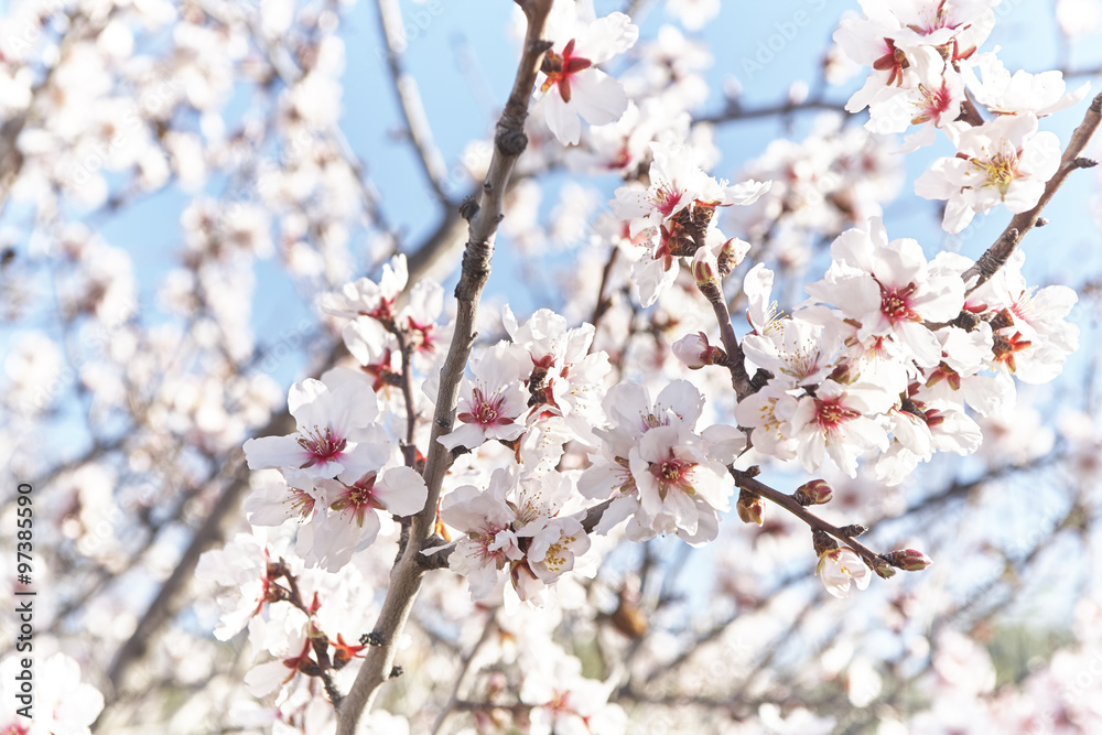Almond bloom Almond bloom