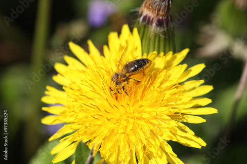 dandelion