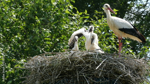 White stork (ciconia ciconia) family in nest 4K UHD