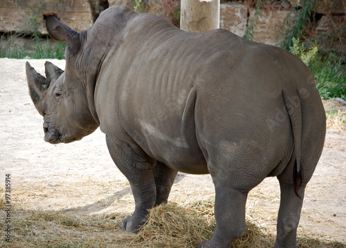Rinoceronte, animal, animales © Maika