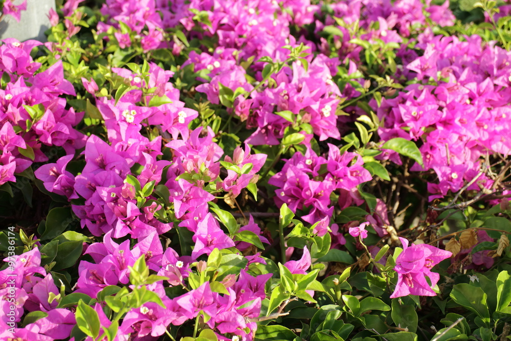 Bougainvillea flower in the garden Bougainvillea flower in the garden