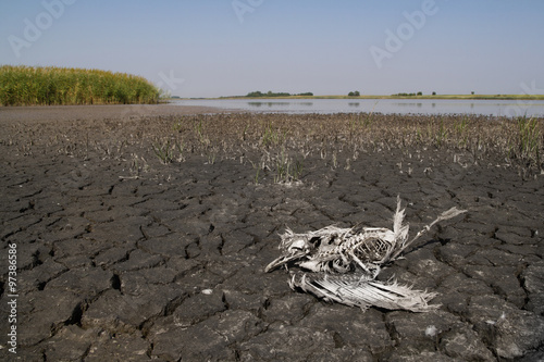 Drought, environment  disaster and died bird on Slano kopovo, Serbia