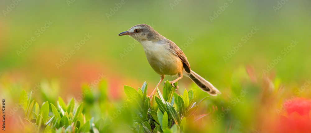 Obraz premium Plain Prinia