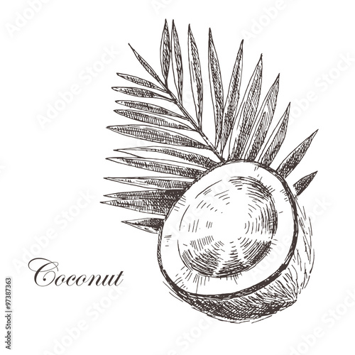 vector coconut hand drawn sketch with palm leaf. vintage style detailed ink and pencil illustration