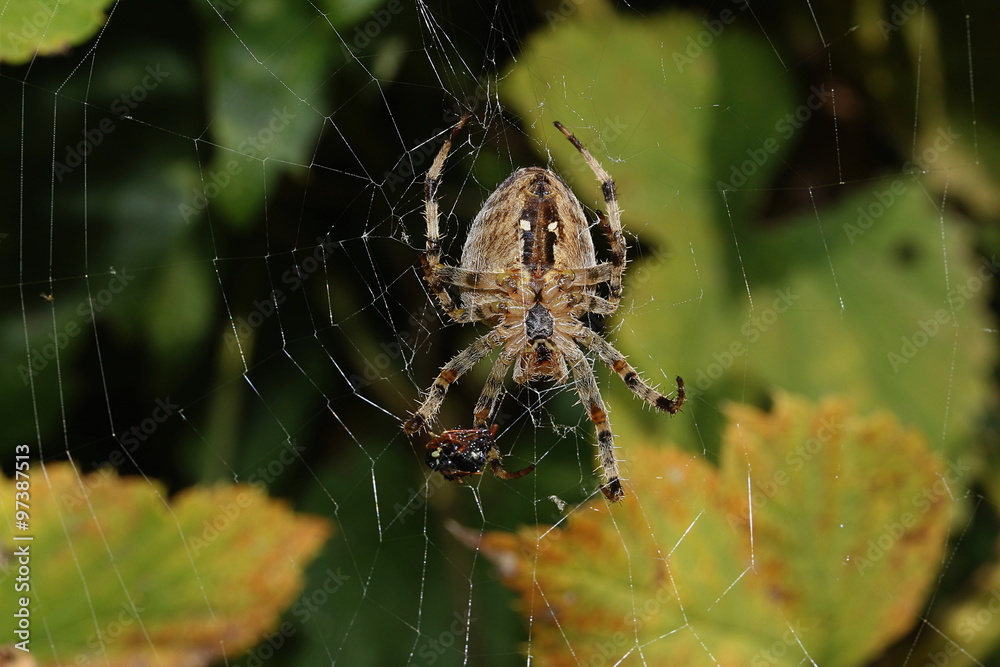 Gartenkreuzspinne im Netz Araneus diadematus