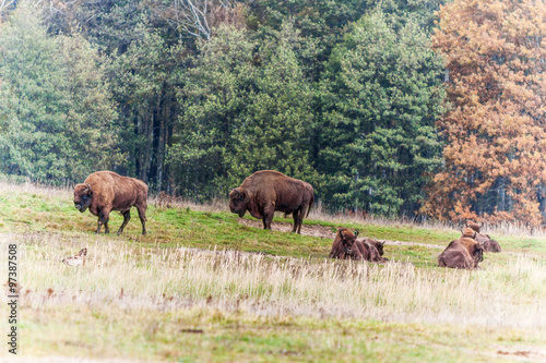 bison