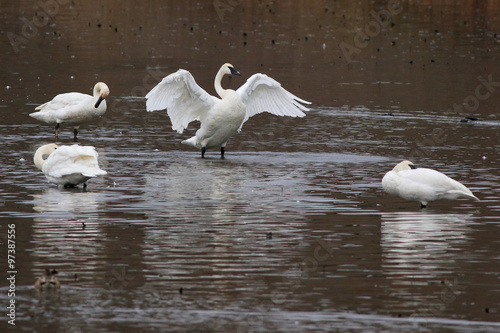Trumpeter Swans - Cygnus buccinator