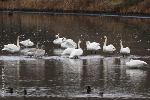 Εκτύπωση καμβά Trumpeter Swans - Cygnus buccinator