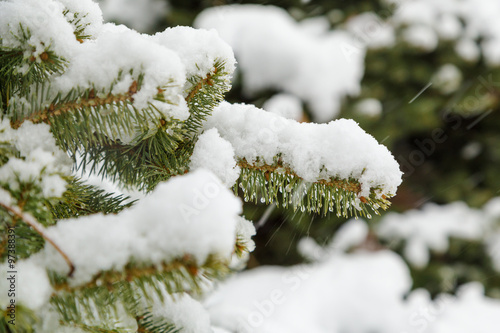 Snow on fir tree branches