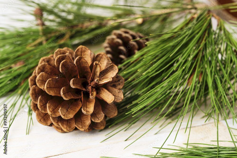Closeup on conifer cones with pine tree branches Closeup on conifer cones with pine tree branches