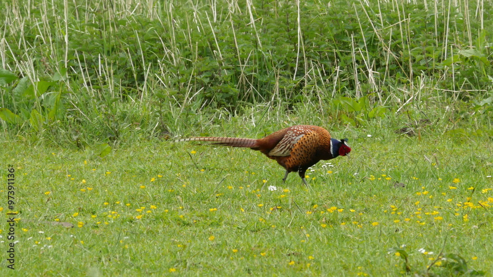 Male pheasant feeding on  a meadow 4K UHD