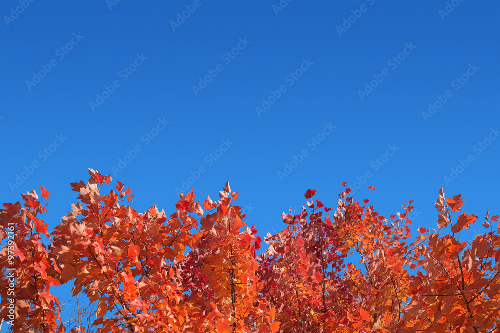 topmost branches of red maple under a blue sky