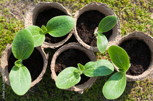 Group of peat pots with young vagetable plants on the ground, top view photo