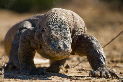 Komodo dragon is on the ground. Interesting perspective. The low point shooting. Indonesia. Komodo National Park. An excellent illustration.