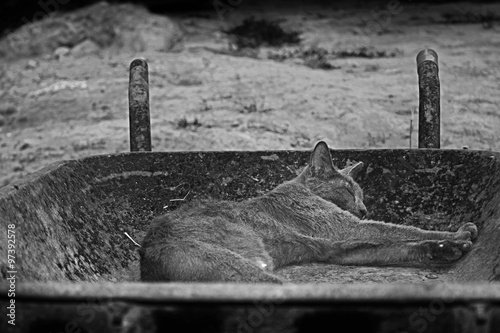 Sleeping Cat