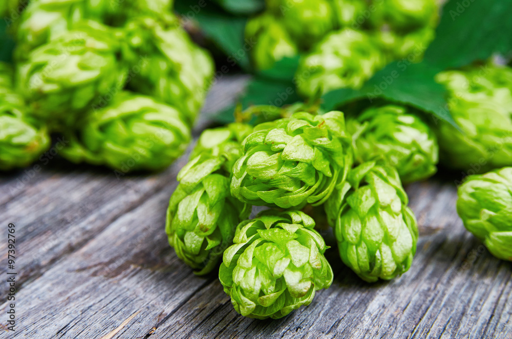 Fresh green hops on the wooden table Fresh green hops on the wooden table