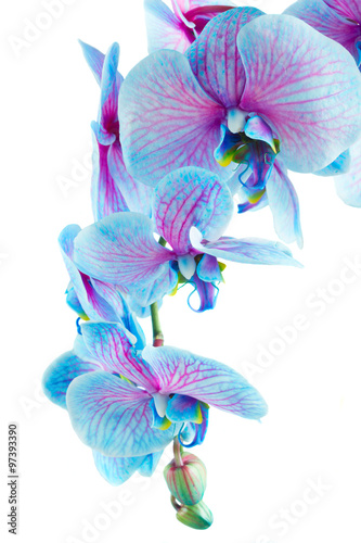 Fototapeta Naklejka Na Ścianę i Meble -  stem of blue orchids