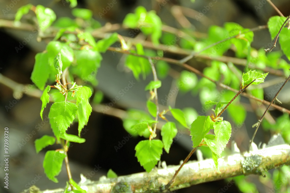 Fototapeta premium Young green birch leaves on branches in early spring