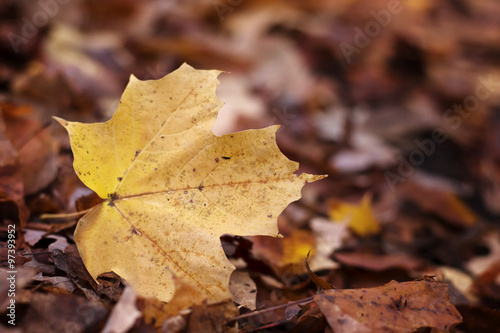 Maple leaf on the ground in fall