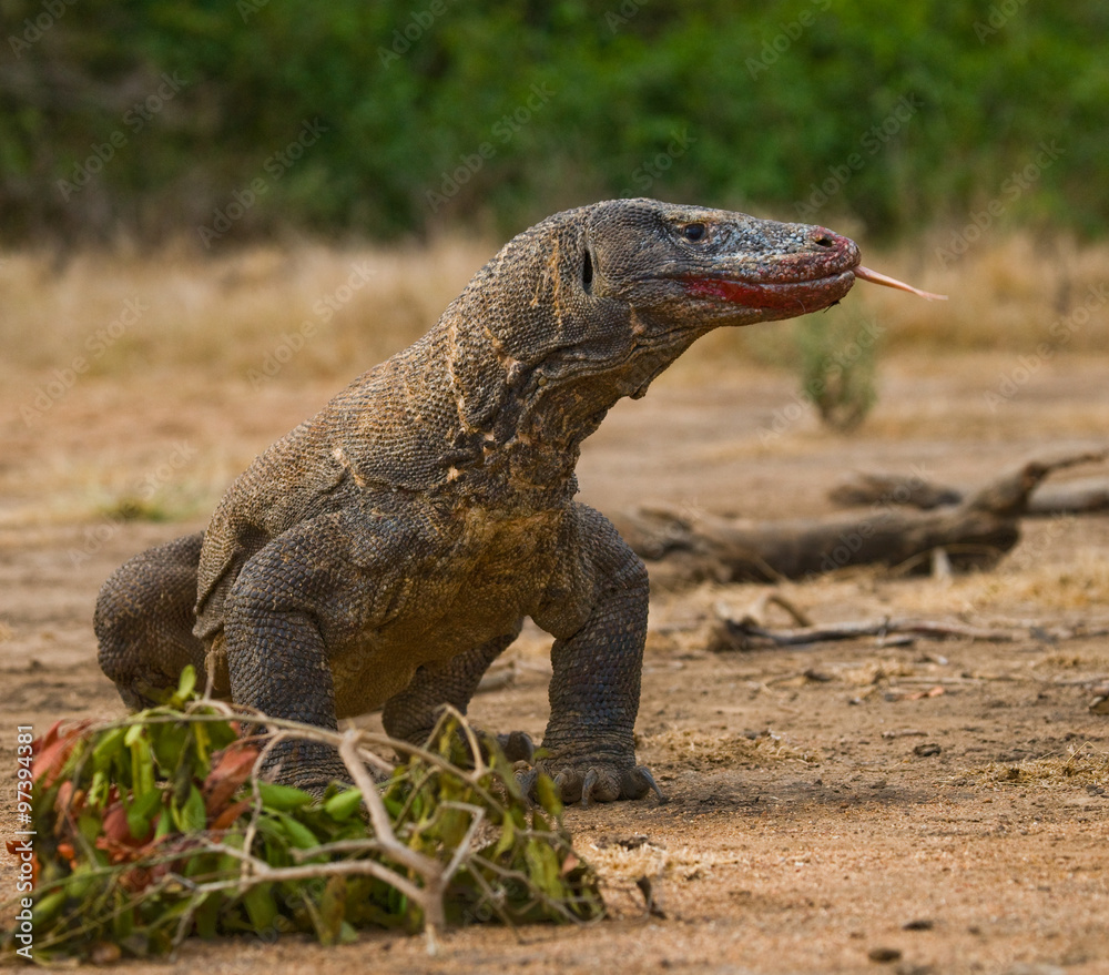 Fototapeta premium Komodo dragon is on the ground. Interesting perspective. The low point shooting. Indonesia. Komodo National Park. An excellent illustration.