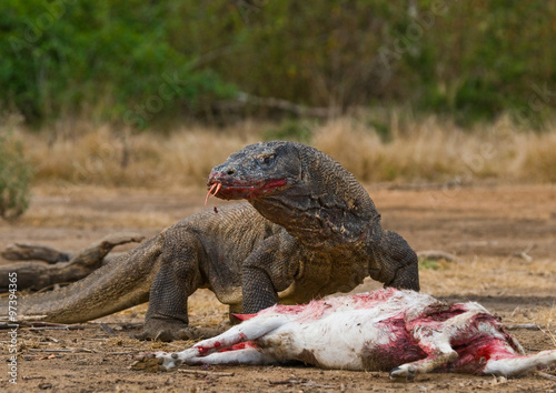 Komodo dragons eat their prey. Indonesia. Komodo National Park. An excellent illustration.