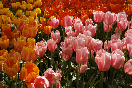 Tulip flowers in spring, Netherlands