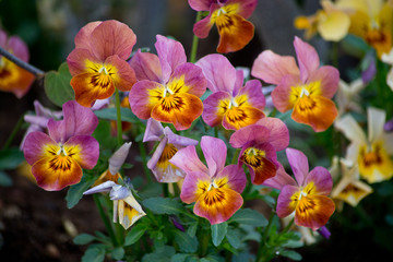 Fototapete Veilchen Stiefmütterchen in Pink und Orange  © artesiawells
