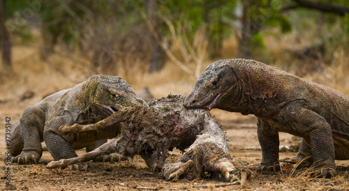 Fototapeta Naklejka Na Ścianę i Meble -  Komodo dragons eat their prey. Indonesia. Komodo National Park. An excellent illustration.