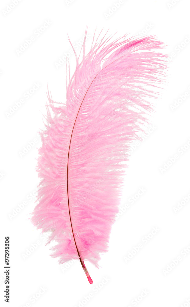 Pink feather