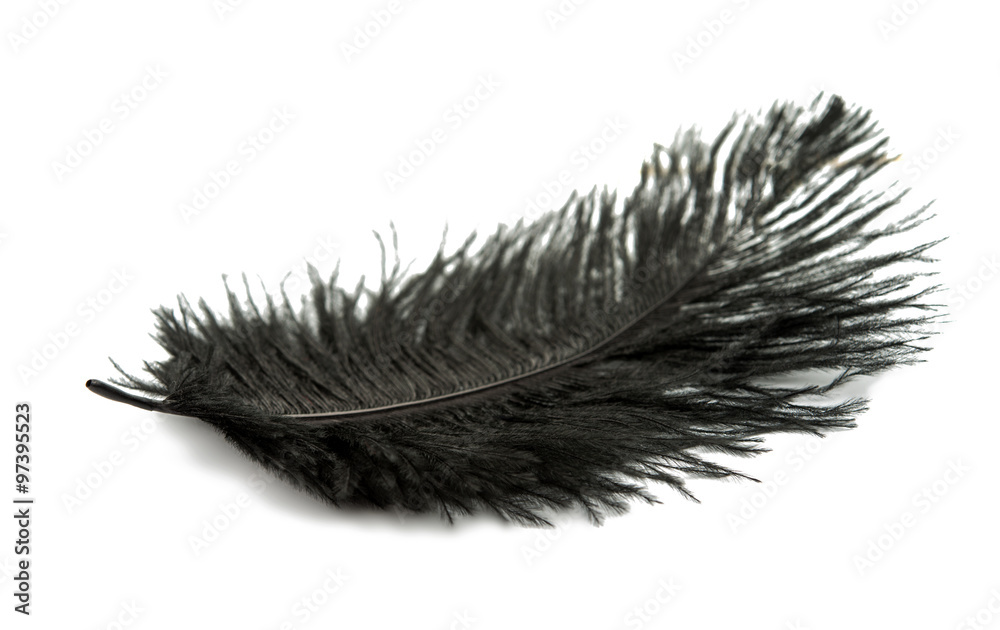Obraz premium black feather
