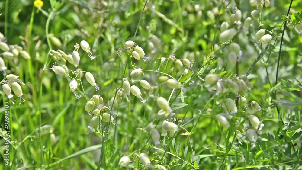 Silene Vulgaris flowers moved by the warm spring wind Silene Vulgaris flowers moved by the warm spring wind