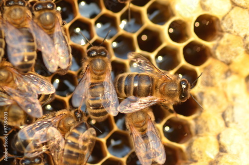 pszczoły na plastrze miodu
