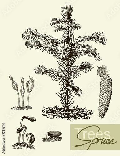 Vector leaves, flowers and fruits of the spruce. Botany
