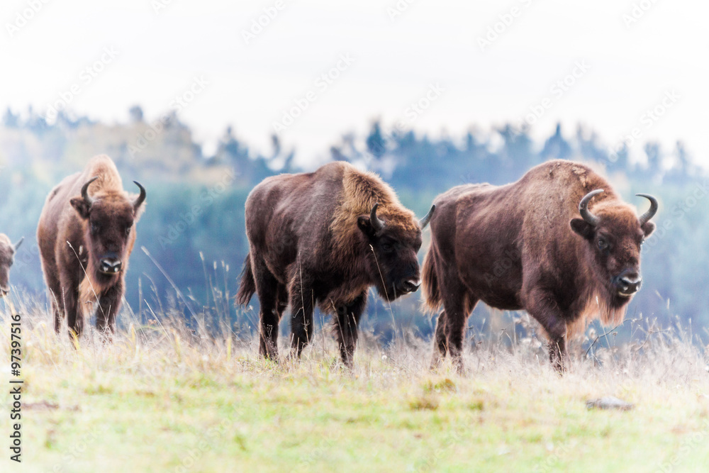 bison bison
