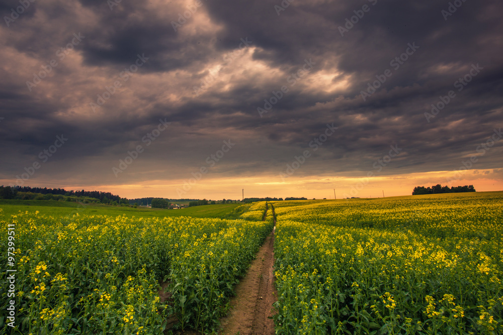 Obraz premium Foggy spring sunrise