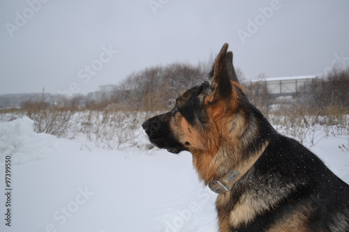Собака овчарка, охраняющая территорию в зимний день © keleny