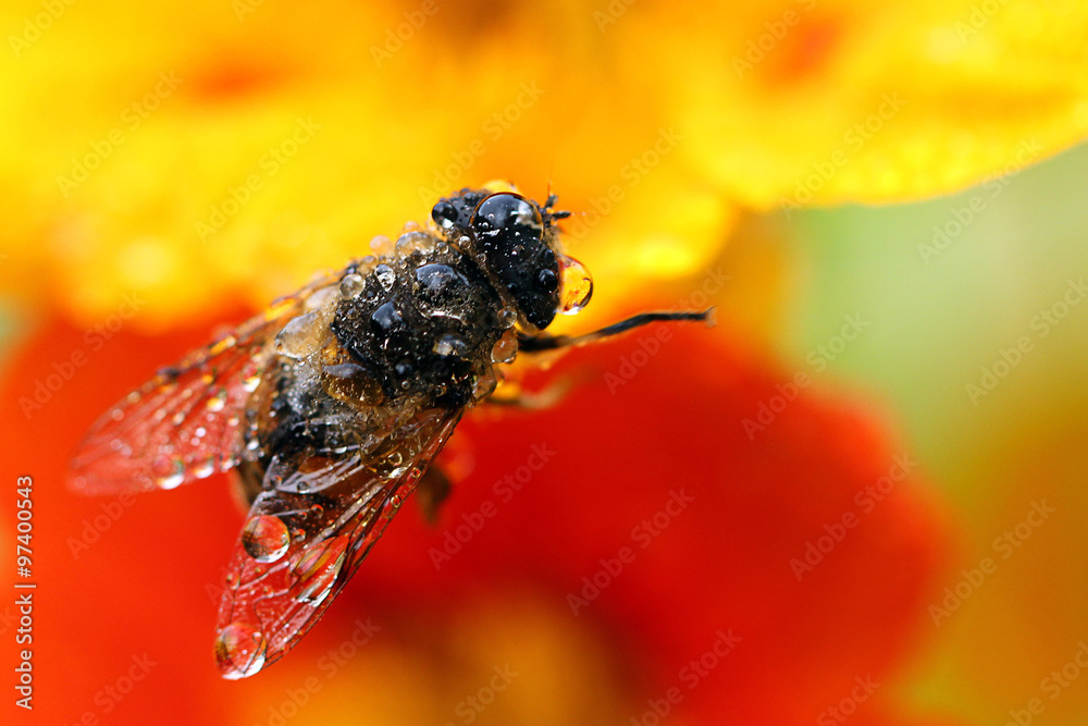 Naklejka premium gouttelette sur insectes