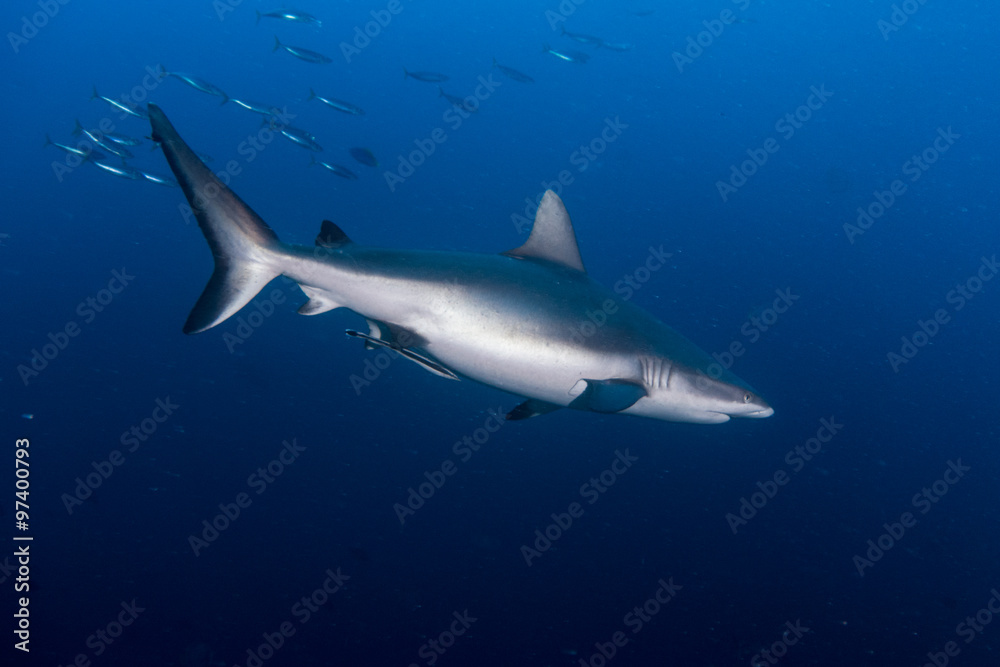 Obraz premium A Grey Reef Shark -Carcharhinus amblyrhynchos - Swims through the deep blue. Taken in Komodo National Park, Indonesia.
