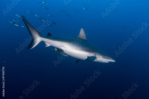 A Grey Reef Shark -Carcharhinus amblyrhynchos - Swims through the deep blue. Taken in Komodo National Park  Indonesia.