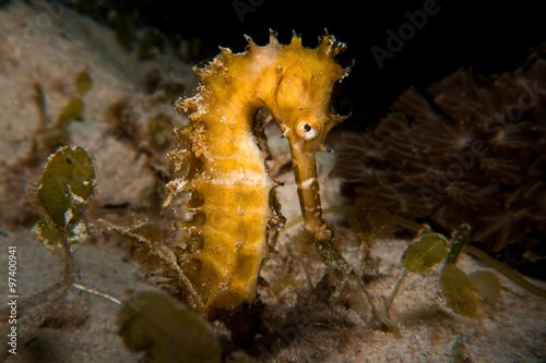 A Thorny Seahorse - hippocampus histrix. Taken in Komodo National Park, Indonesia.