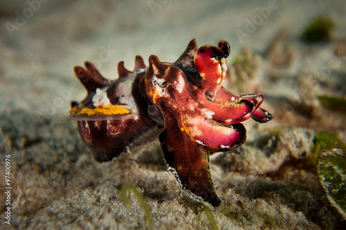 A beautifully colourful Flamboyant Cuttlefish - Metasepia Pfefferi. Taken in Komodo National Park, Indonesia.