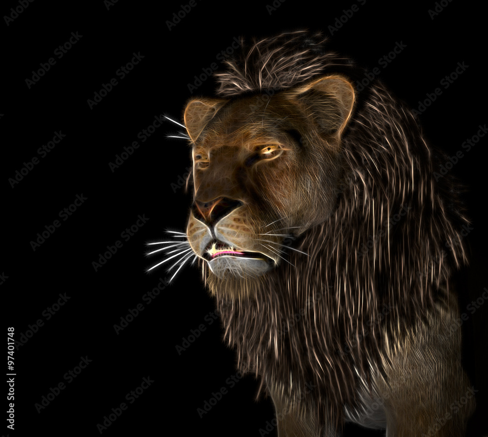 Angry Lion at black background
