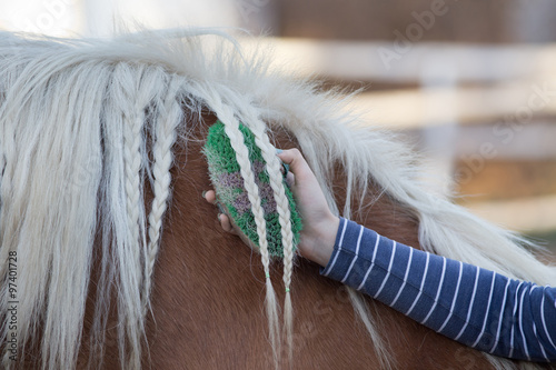 Girl grooming horse photo