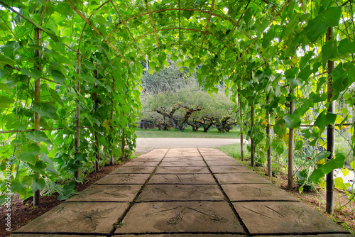 View of tree arch walking path in national garden of Chiangmai city Thailand #97401784