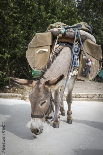 loaded donkey with saddlebags for traveling