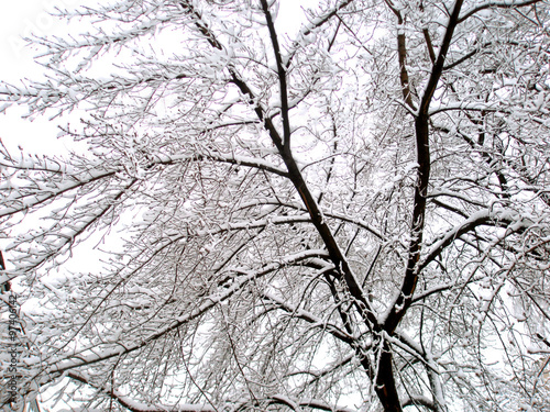 Snowy tree branches