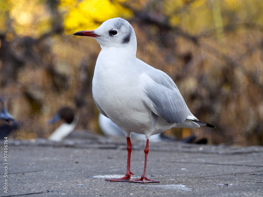 Fototapeta premium 不忍池にいるユリカモメ