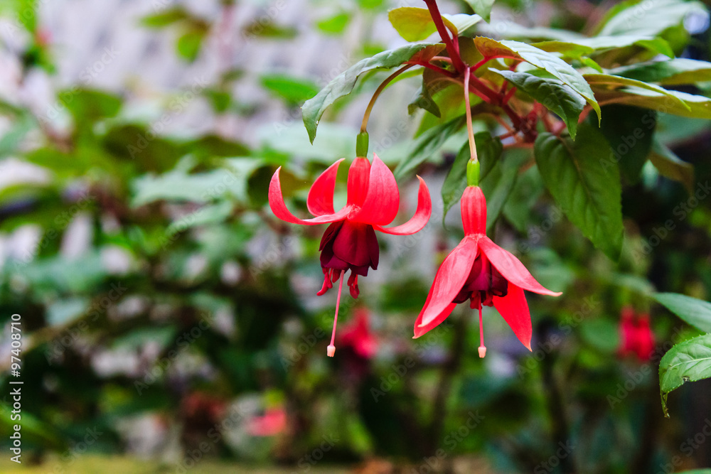 Obraz premium Fuchsia at Doi Inthanon National Park Chiang mai Thailand