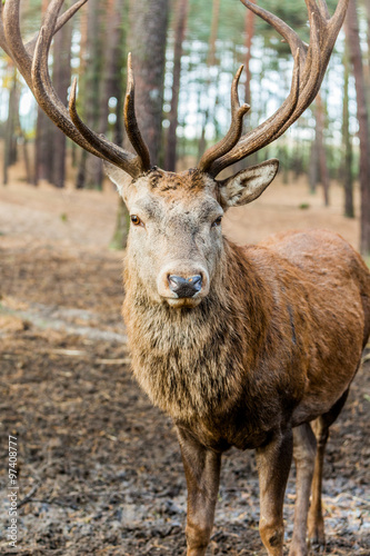 Hirsch © Angelika Bentin