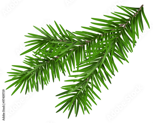 Green lush spruce branch. Fir branch photo